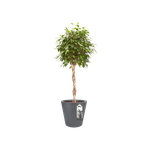 pure straight round 65cm anthracite